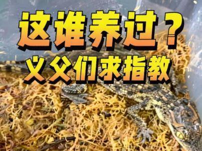 半水龟缸养鳄鱼是一种什么样的体验 #二蛋水族脱口秀 #养鱼 #养龟#其鳞爬宠