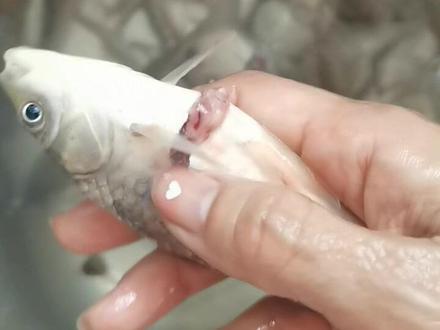 #野生鱼 神奇的生命力。