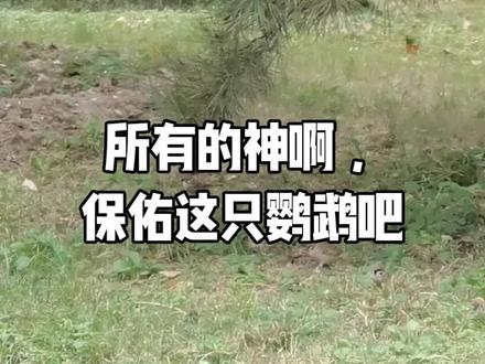 #动物世界 麻雀群里的鹦鹉