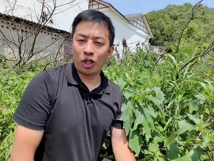神秘的曼陀罗花:古代的蒙汗药就是用它制作的#创作灵感 #曼陀罗花 #曼陀罗 #植物 #植物科普