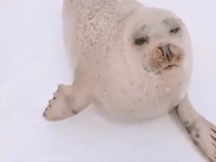 海豹疯狂的拍打肚皮,像不像你的女朋友在拍爽肤水#动物 #神奇动物在抖音 #海豹 #科普