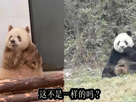 我们七仔的儿子秦华口罩简直就像七仔自己生的,长得也太像了吧#大熊猫 #一方水土养一方熊猫 #不止我一个想rua大熊猫 #来这吸熊猫 #国宝不愧是国宝