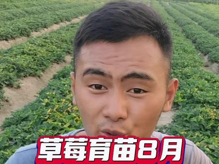 草莓育苗8月份,打叶子要掌握天气条件#草莓种植技术 #草莓苗 #青禾讲草莓