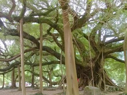 一棵榕树占地面积15000平方米,世界上最大的榕树 #科普 #世界之最 #森林 #涨知识 #奇闻奇事