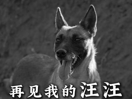 再见了,我勇敢的汪汪 从此,佩奇突击队永远失去了秋香、小花子、扳手,一路走好,我们的护农英雄!#乡村守护人 #三农 #星乡村星农人 #猎犬 #护农狩猎队