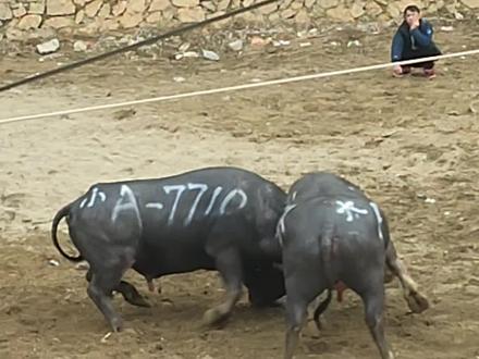 张三丰两次锁喉泰国王子【开怀村A组1500斤以下2万奖】