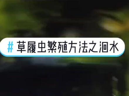 繁殖草履虫方法之洄水#养鱼日记 #养鱼养心