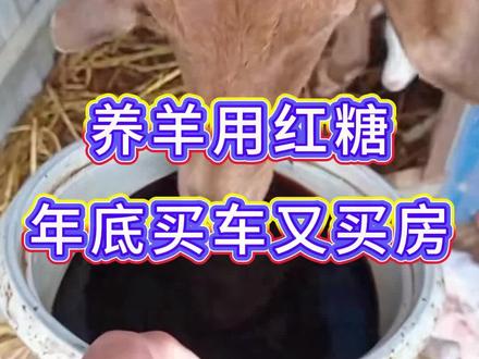 养羊用红糖,年底买车又买房#牛羊养殖#新手养羊#养羊人