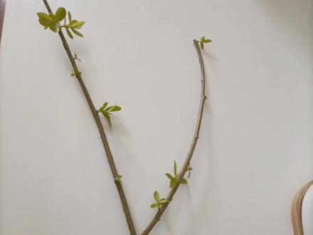 今天给女儿表演了这个特技,看得她目瞪口呆,70后80后的快乐,现在的小朋友是体会不到的,快点开学吧!天天对着电脑,眼睛👀要瞎了。#柳树枝做口哨 #7080后的回忆 #快点开学吧被逼疯的家长