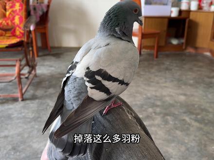 鸽子的羽粉太恐怖了,在我腿上站一会掉落好多羽粉! #鸽子