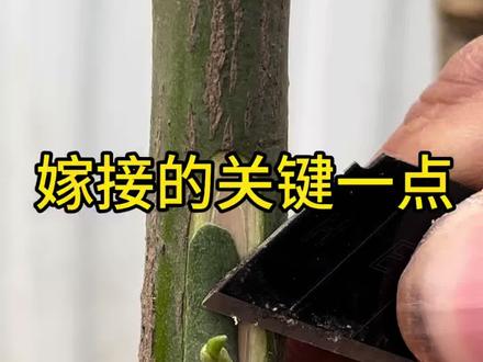 嫁接非常简单,往往有的时候形成层没有对齐导致嫁接失败#糯米纸嫁接膜 #最简单的嫁接手法