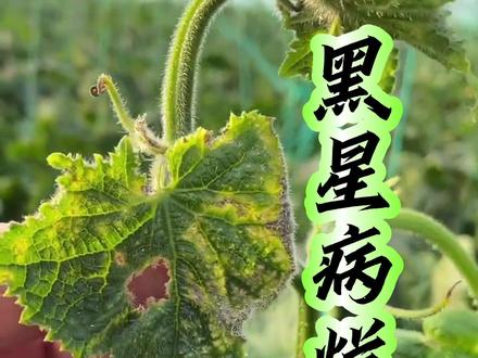 #黄瓜黑星病 两个防治配方,瓜友实践非常好用,效果显著!#黄瓜种植技术 #黄瓜病虫害防治 #暖棚黄瓜 #大棚黄瓜种植