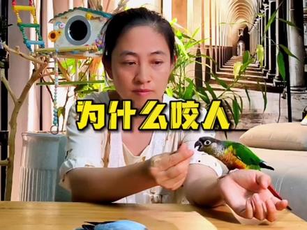 鹦鹉为什么咬人?鹦鹉咬人怎么办?先搞清楚鹦鹉为什么咬你。
第一、正常的鹦鹉都咬人,这是它感知世界的方式,它喜欢啃手啃脚啃耳朵啃东西,说明它喜欢你信任你。
第二、护食和守卫领地,不要在它吃饭和玩玩具的时候碰它的东西。
咬手怎么办?坚持用手喂食,结合主页攻略合集中的方法就可以了。#鹦鹉咬人