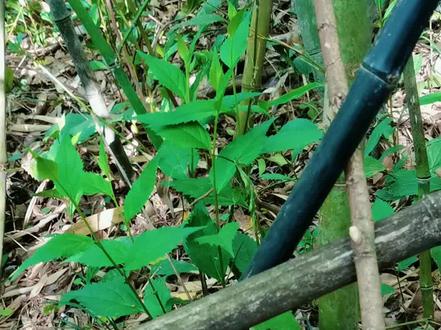 #仙人杖#神奇宝贝 #宝贵中药材 #科普一下 #长长见识
让大家长长见识,认识一下一种神奇中药材:仙人杖,可以单方入药,可以保命对某症有奇效。所以简单给大家科普一下,说不定能帮助到你,或你身边的朋友。大家感兴趣的,可以自己百度深度去了解神奇中药材:仙人杖。
仙人杖是苦竹或淡竹等枯死的幼竹,它无枝无叶,腐而不烂,枯死而不倒,通体乌黑发亮。仙人杖是枯竹,由于年深月久内部已经腐蚀殆尽,只留下了薄脆如纸的竹子外皮,非常神奇它乌黑发亮有油漆光泽。
为什么称它仙人杖呢?因为普通的竹子坚实有韧性,可以供人做手杖,而这乌黑发亮的枯竹薄脆空,易碎易折,常人无法用来当拐杖,只有仙人才能用它当拐杖用,所以称:仙人杖。另外称它:仙人杖是因为它有神奇的药效,可以救人于生死之间,有仙丹妙药的意思,杖是辅助依杖的意思。
仙人杖,你认识了吗?