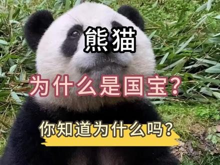 憨厚卖萌的大熊猫为什么能脱颖而出成为国宝呢?原因竟然是这个…#大熊猫 #熊猫丫丫 #国宝熊猫 #熊猫花花 @DOU+小助手 @抖音小助手 @DOU+上热门#美香一家