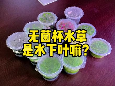 无菌杯水草不是水上叶也不是水下叶,而是属于无菌杯的一种形态,对不对?#水草造景 #无菌杯水草