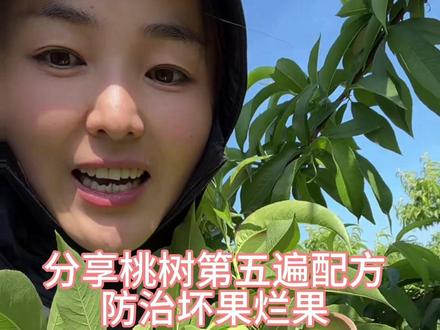 桃树病虫害防治 分享桃树第五遍用药方案#分享农业知识帮农民增产增收 #分享桃树管理经验 #自家果园