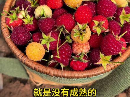 这个水果很多人没吃过吧,山里也有,就是水分没有这个种植的好,它叫树莓,还有一种覆盆子,很多人把他俩分不清#你的家乡有这种植物吗 #树莓 #覆盆子