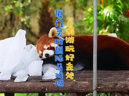 灵玲马戏城的小动物们太可爱啦!没有小朋友会拒绝这里吧!#亲子游玩好去处 #周末去哪玩 #厦门游玩推荐