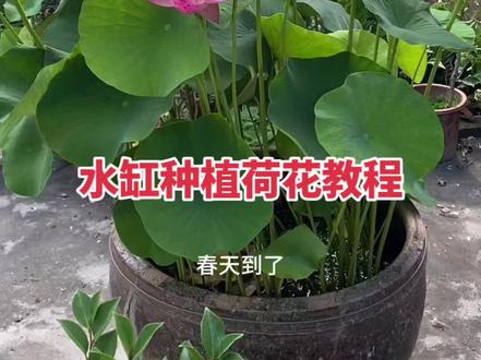 水缸种植荷花教程#荷花 #植物养护 #田园生活