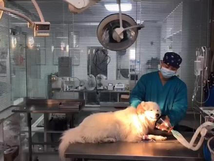 #傻狗的日常 #柯基 #法斗 嘟嘟吸入性肺炎抢救过程#抖音小助手 @DOU+小助手