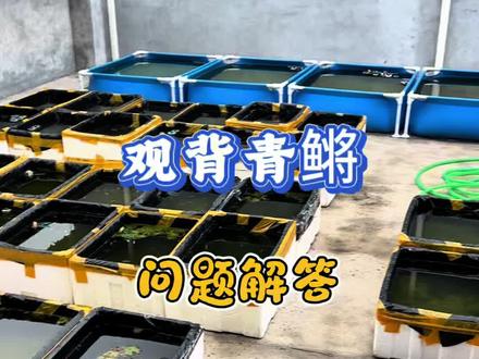 观背青鳉 一楼平台繁殖观背青鳉,问题解答!#观背青鳉#观背青鳉鱼卵 #观背青鳉繁殖
