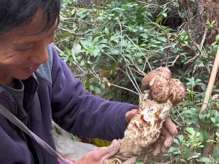 在离家不到50米的地方,找到一斤大的松茸,是什么样的体验#松茸 #捡菌子 #野生菌 #新农人计划2023 #上山采蘑菇
