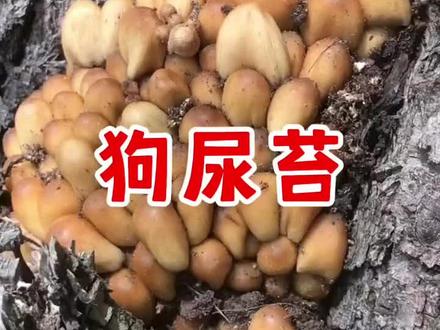 狗尿苔,著名的一种蘑菇