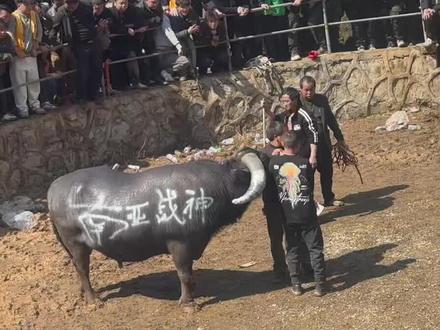 一代枭雄南亚战神牛王落幕 #南亚战神牛王 #高原花豹牛王 #牛气冲天 #斗牛爱好者 #平寨斗牛文化