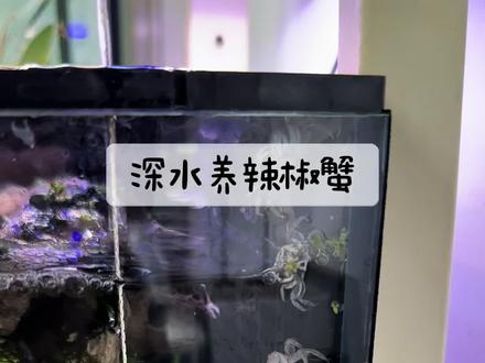 螃蟹能脱壳了,是不是说明状态还不错#水族#草缸#螃蟹