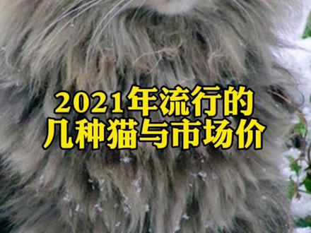 #萌宠出道计划 #萌宠 #新手养猫 #家有萌宠 #抖音小助手我要上热门 你养的是什么猫?多少钱入手的?