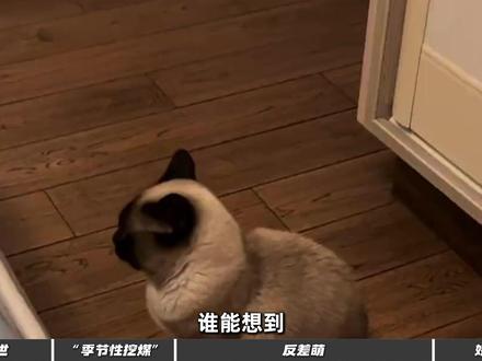 暹罗猫为什么越养越黑? #暹罗猫 #猫 #宠物 #科普