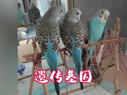 虎皮原始蓝和原始绿孵化的小鸟哪个颜色偏多?哪个性别偏多?#虎皮鹦鹉 #鹦鹉🦜 #宠物日常vlog