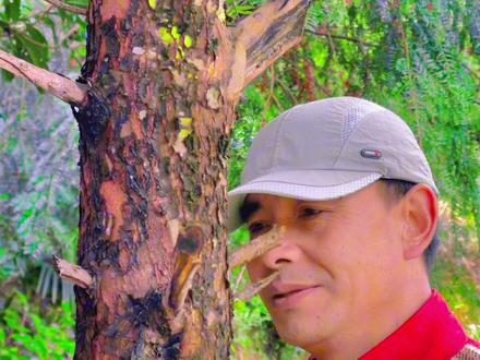 你见过红豆杉,吃过红豆浆果吗?#新农人计划2023 #抖音助农 #植物科普 #红豆杉 #中视频伙伴计划