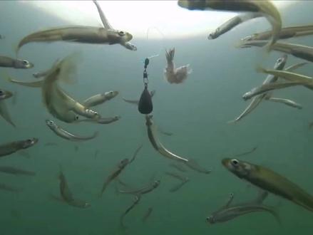 钓鱼时说话,会吓跑鱼吗?这个争议的问题终于有结论了