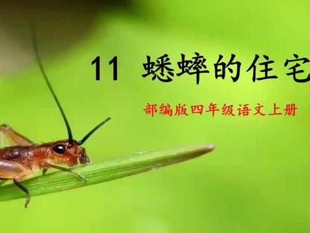 部编版四年级语文上册11蟋蟀的住宅 课文学习 PPT课件演示(上)