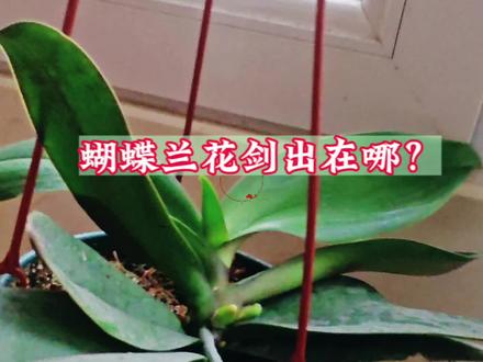 又到了蝴蝶兰出花剑季,花剑和新根有什么区别?#文旅报告 #蝴蝶兰 #蝴蝶兰养护