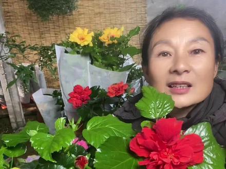 #想看看你相册里最近一张照片 丹麦木槿的日常养护#种植小技巧 #助力三农 #助农
