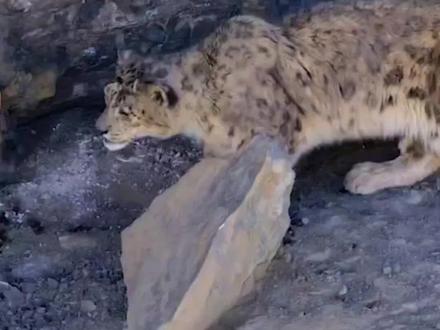 老雪豹捕猎北山羊,不幸坠崖殒命
#雪豹 #北山羊 #野生动物