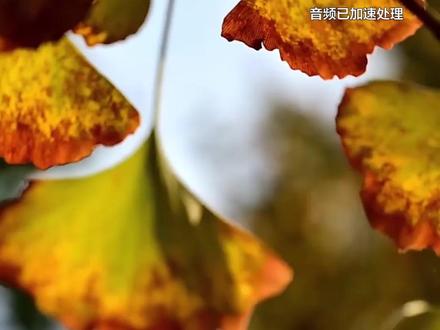 【路边捡的银杏叶能直接泡水喝吗?】银杏叶具有活血化瘀的作用,那能直接捡银杏叶泡水吗?专家提醒,入药的银杏叶需经特殊处理,直接泡水有中毒风险。