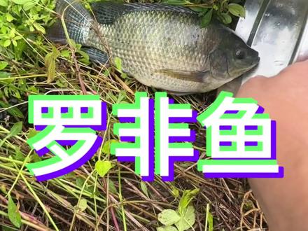今年养罗非鱼的出路在哪里?2.6一斤,一斤亏2块,4块钱一斤,一斤亏6毛,谁能来救救这条鱼#罗非鱼 #罗非鱼养殖 #水产养殖 #饲料业务员刘亦菲 #我要上热门➭