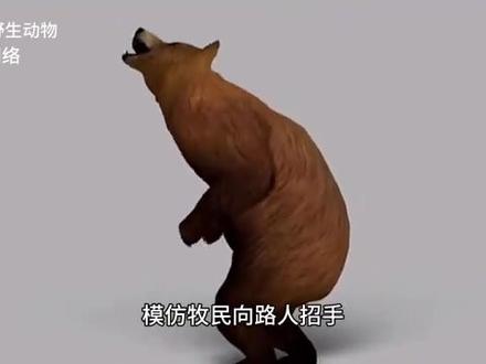 藏区惊现人面熊直立招手,看似友好实则危机四伏