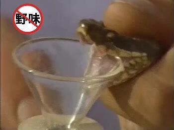 蛇类🐍的人工养殖加工技术教程(9)白眉蝮蛇蛇毒的提取与应用#蛇类科普 #江北蛇王@王泽铺农业