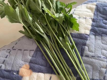 端午节挂艾草的讲究#端午节 #挂艾草 #吃粽子 #干货分享