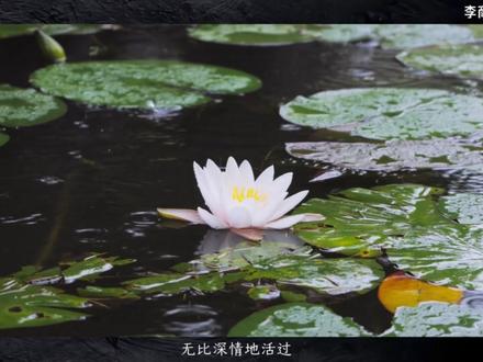 8分钟了解李商隐的《锦瑟》有多凄凉 #李商隐 #唐宋八大家 #古诗