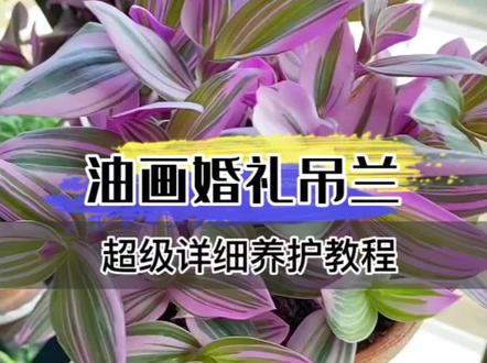 小白入门级:油画婚礼吊兰养护方法~下个视频分享养护过程中遇见的各种问题和解决方法~
#爱生活爱养花 #养花小知识 #油画婚礼吊兰 #我的阳台小花园 #花卉绿植