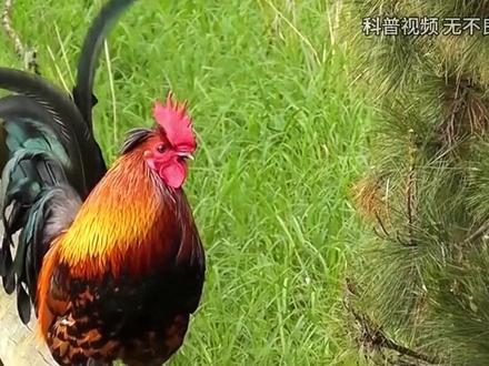 公鸡每天都准时打鸣,难道它会算时间吗?为何母鸡打鸣要杀掉? (2)#公鸡 #公鸡打鸣 #动物科普 #内容启发搜索