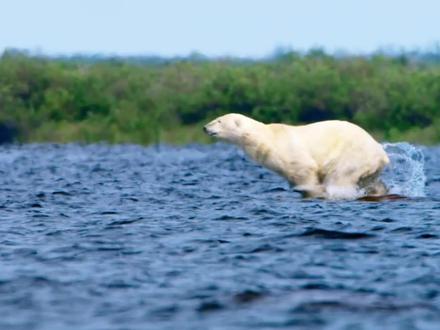 白鲸躲过了虎鲸,却没躲过北极熊,真是悲剧的一生 #纪录片 #鲸鱼 #海洋动物
