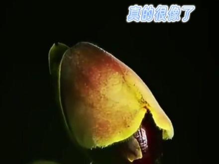 炸糊的花生米戴黄帽嘛,那很形象了。#花 #农科院 #抽象 #搞笑