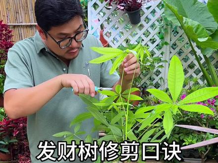 发财树修剪口诀#园艺生活 #养花小知识